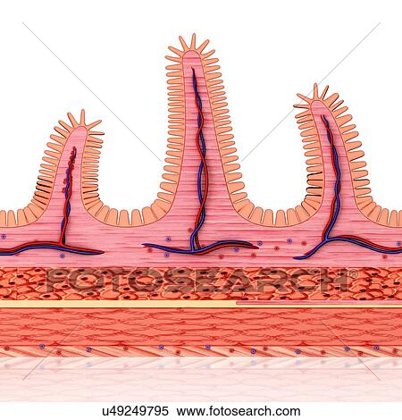 Cross section of human small intestinal wall, computer illustration. View Large Illustration Stock Illustration - Cross section of human small intestinal wall, computer illustration.. Fotosearch