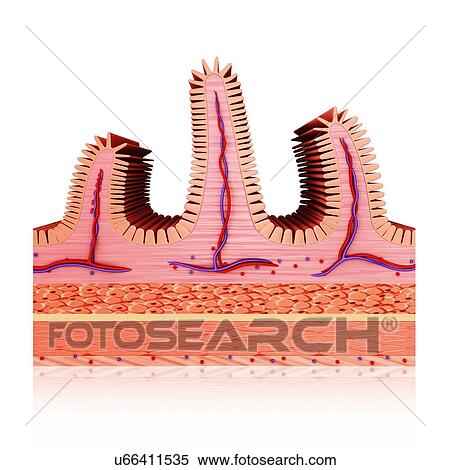 Cross section of human small intestinal wall, computer illustration. View Large Illustration Stock Illustration - Cross section of human small intestinal wall, computer illustration.. Fotosearch