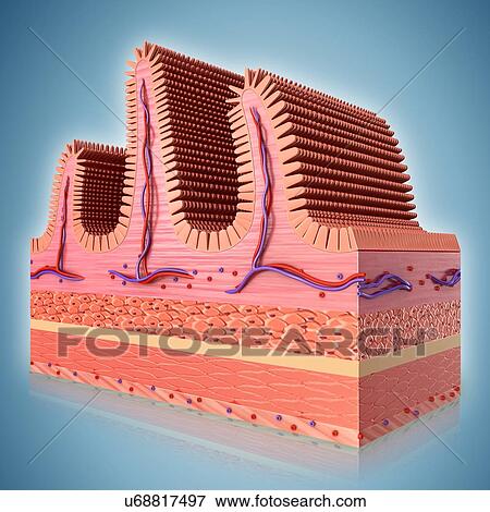 Cross section of human small intestinal wall, computer illustration. View Large Illustration Stock Illustration - Cross section of human small intestinal wall, computer illustration.. Fotosearch