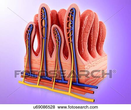 Cross section of human small intestinal wall, computer illustration. View Large Illustration Stock Illustration - Cross section of human small intestinal wall, computer illustration.. Fotosearch
