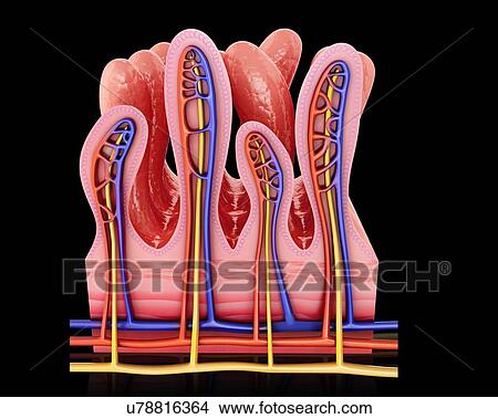 Cross section of human small intestinal wall, computer illustration. View Large Illustration Stock Illustration - Cross section of human small intestinal wall, computer illustration.. Fotosearch