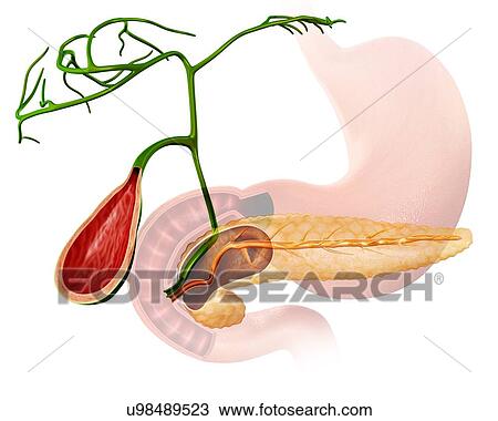 Drawing - Cross section of the human gall bladder and pancreas, computer artwork.. Fotosearch