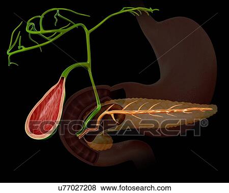 Cross section of the human gall bladder and pancreas, computer artwork. View Large Illustration Stock Illustration - Cross section of the human gall bladder and pancreas, computer artwork.. Fotosearch