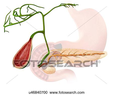 Cross section of the human gall bladder, computer illustration. View Large Illustration Clipart - Cross section of the human gall bladder, computer illustration.. Fotosearch