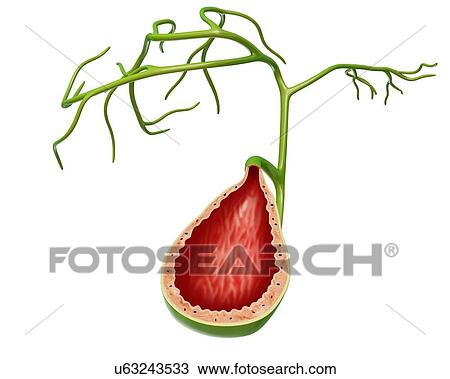 Cross section of the human gall bladder, computer artwork. View Large Illustration Drawing - Cross section of the human gall bladder, computer artwork.. Fotosearch