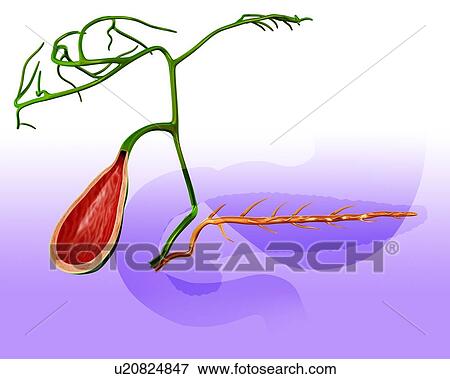 Cross section of the human gall bladder, computer artwork. View Large Illustration Stock Illustration - Cross section of the human gall bladder, computer artwork.. Fotosearch