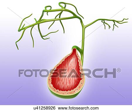 Cross section of the human gall bladder, computer illustration. View Large Illustration Stock Illustration - Cross section of the human gall bladder, computer illustration.. Fotosearch
