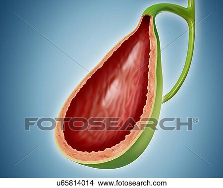 Cross section of the human gall bladder, computer illustration. View Large Illustration Stock Illustration - Cross section of the human gall bladder, computer illustration.. Fotosearch