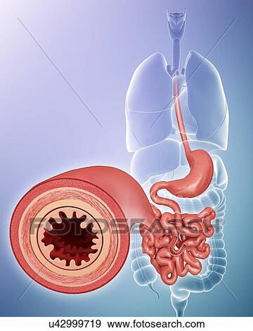 Stock Illustration - Cross section of the human intestinal wall, computer artwork.. Fotosearch