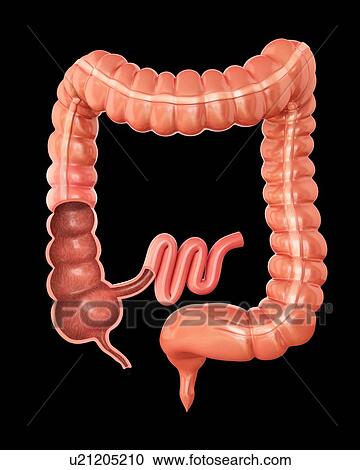 Cross section of the human large intestine, computer illustration. View Large Illustration Clipart - Cross section of the human large intestine, computer illustration.. Fotosearch