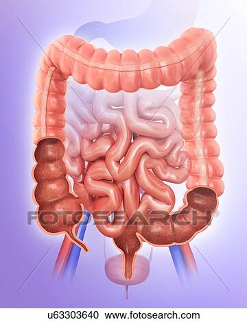 Cross section of the human large intestine, computer artwork. View Large Illustration Clipart - Cross section of the human large intestine, computer artwork.. Fotosearch