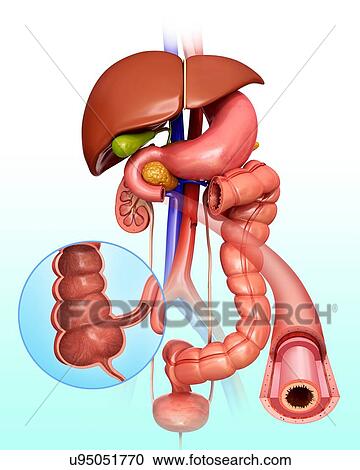 Cross section of the human large intestine, computer artwork. View Large Illustration Clipart - Cross section of the human large intestine, computer artwork.. Fotosearch