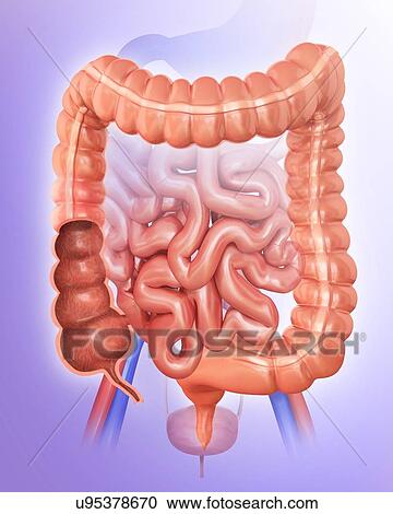 Cross section of the human large intestine, computer illustration. View Large Illustration Clipart - Cross section of the human large intestine, computer illustration.. Fotosearch