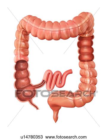 Cross section of the human large intestine, computer artwork. View Large Illustration Drawing - Cross section of the human large intestine, computer artwork.. Fotosearch