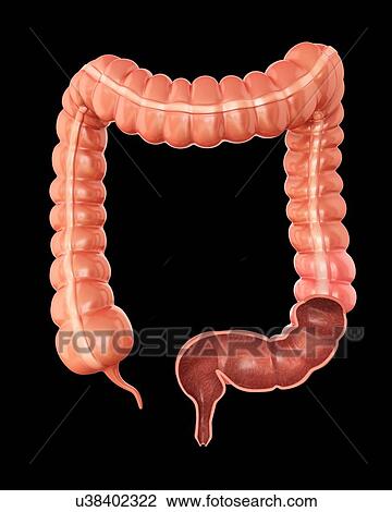 Cross section of the human large intestine, computer illustration. View Large Illustration Drawing - Cross section of the human large intestine, computer illustration.. Fotosearch