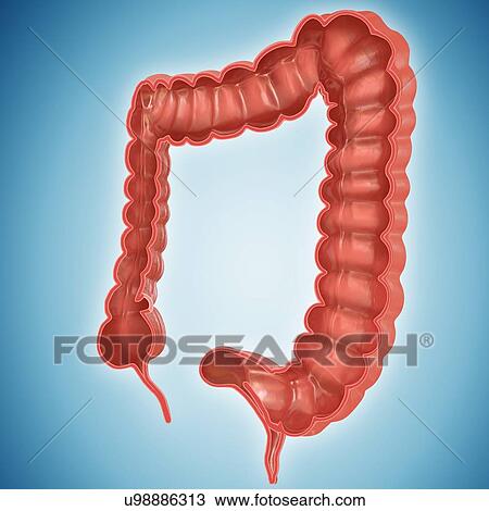 Drawing - Cross section of the human large intestine, computer illustration.. Fotosearch