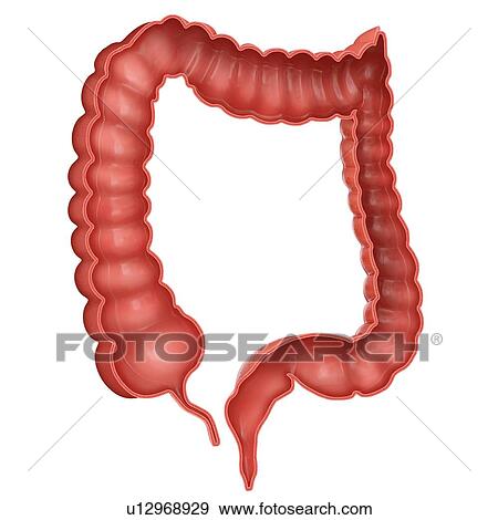 Stock Illustration - Cross section of the human large intestine, computer artwork.. Fotosearch