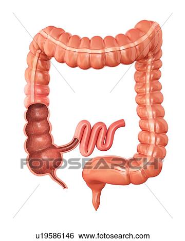 Cross section of the human large intestine, computer illustration. View Large Illustration Stock Illustration - Cross section of the human large intestine, computer illustration.. Fotosearch
