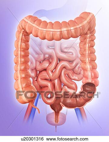 Stock Illustration - Cross section of the human large intestine, computer artwork.. Fotosearch
