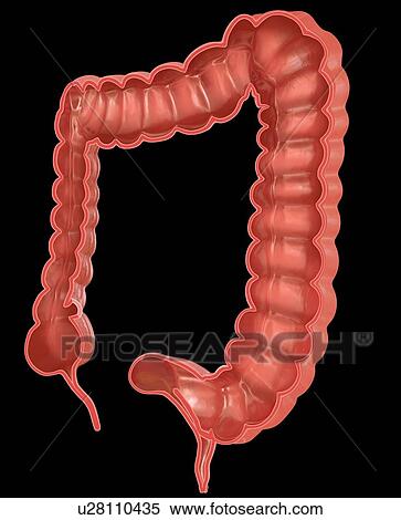 Cross section of the human large intestine, computer illustration. View Large Illustration Stock Illustration - Cross section of the human large intestine, computer illustration.. Fotosearch