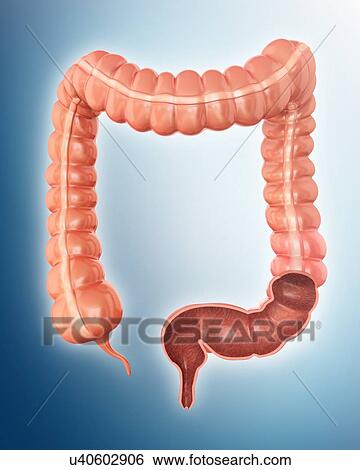 Stock Illustration - Cross section of the human large intestine, computer illustration.. Fotosearch