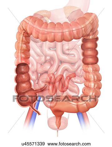 Cross section of the human large intestine, computer artwork. View Large Illustration Stock Illustration - Cross section of the human large intestine, computer artwork.. Fotosearch