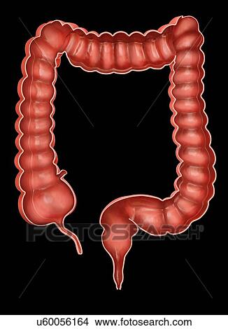 Cross section of the human large intestine, computer artwork. View Large Illustration Stock Illustration - Cross section of the human large intestine, computer artwork.. Fotosearch