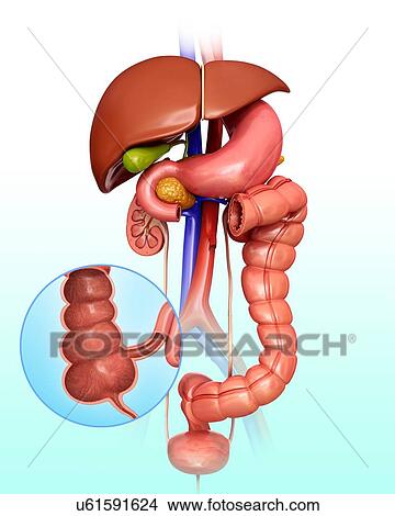 Stock Illustration - Cross section of the human large intestine, computer artwork.. Fotosearch