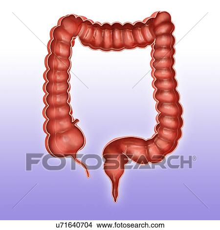 Cross section of the human large intestine, computer artwork. View Large Illustration Stock Illustration - Cross section of the human large intestine, computer artwork.. Fotosearch