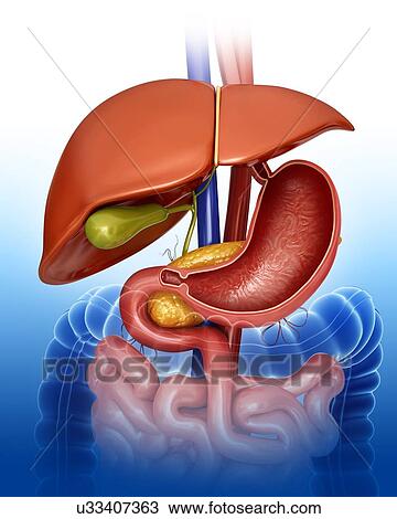 Drawing - Cross section of the human liver and stomach, computer artwork.. Fotosearch