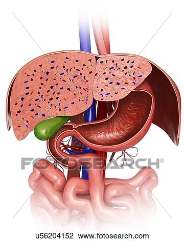 Cross section of the human liver and stomach, computer artwork. View Large Illustration Drawing - Cross section of the human liver and stomach, computer artwork.. Fotosearch