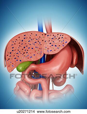 Stock Illustration - Cross section of the human liver and stomach, computer artwork.. Fotosearch