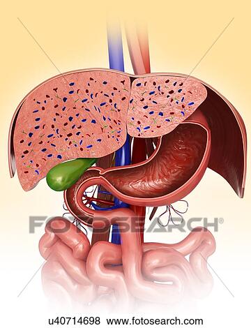 Stock Illustration - Cross section of the human liver and stomach, computer illustration.. Fotosearch
