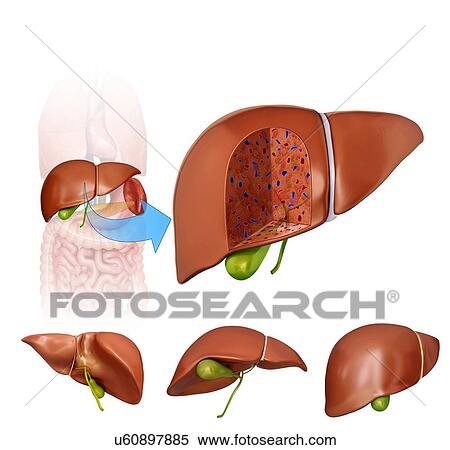 Stock Illustration - Cross section of the human liver and gall bladder, computer artwork.. Fotosearch