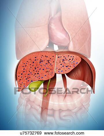 Stock Illustration - Cross section of the human liver and gall bladder, computer illustration.. Fotosearch