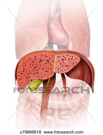 Stock Illustration - Cross section of the human liver and gall bladder, computer illustration.. Fotosearch