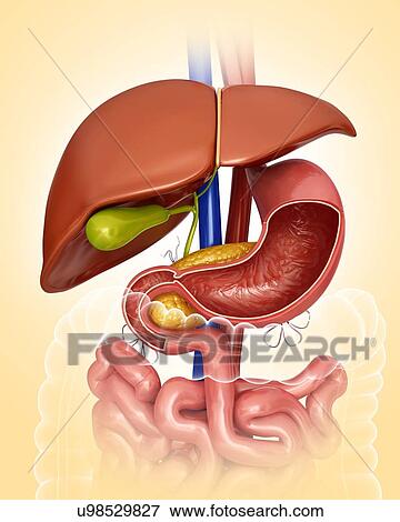 Cross section of the human liver and stomach, computer artwork. View Large Illustration Stock Illustration - Cross section of the human liver and stomach, computer artwork.. Fotosearch