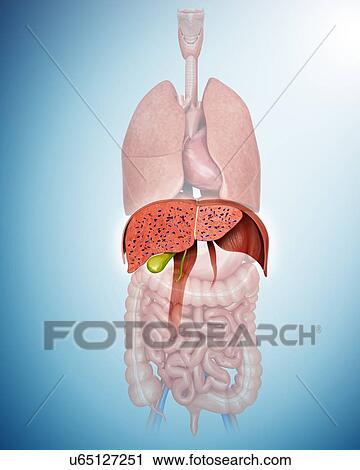 Cross section of the human liver, computer illustration. View Large Illustration Clip Art - Cross section of the human liver, computer illustration.. Fotosearch