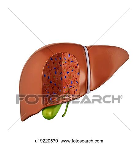 Clipart - Cross section of the human liver, computer artwork.. Fotosearch