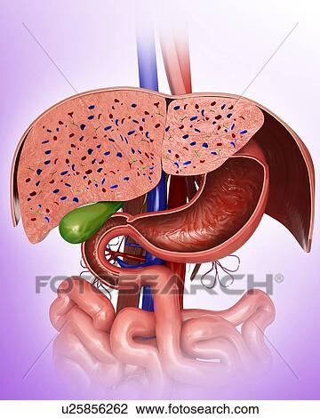 Cross section of the human liver, computer illustration. View Large Illustration Drawing - Cross section of the human liver, computer illustration.. Fotosearch