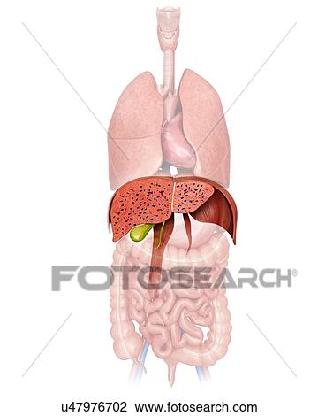 Drawing - Cross section of the human liver, computer illustration.. Fotosearch