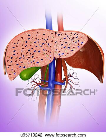 Drawing - Cross section of the human liver, computer illustration.. Fotosearch