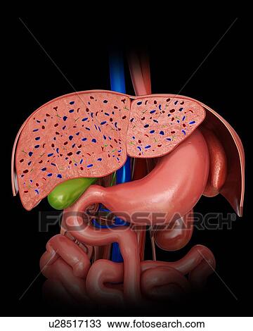Drawing - Cross section of the human liver, gall bladder and stomach, computer illustration.. Fotosearch