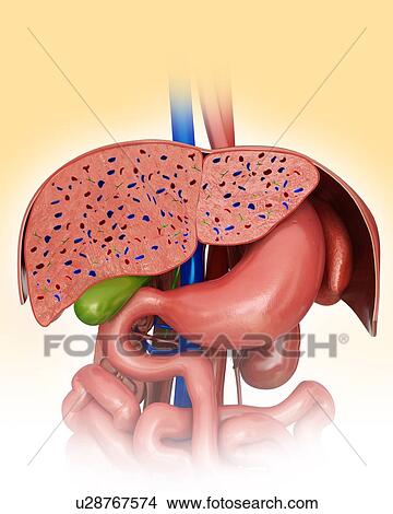 Stock Illustration - Cross section of the human liver, computer illustration.. Fotosearch