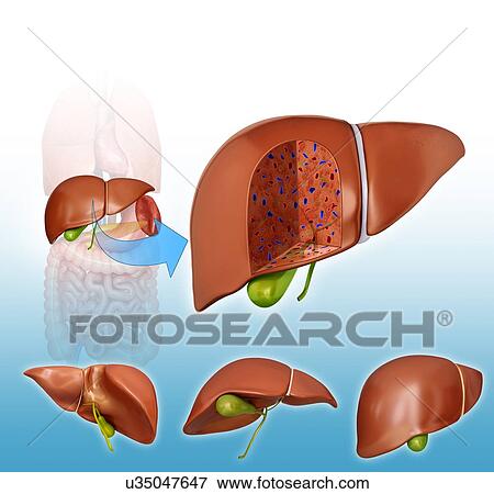 Cross section of the human liver, computer illustration. View Large Illustration Stock Illustration - Cross section of the human liver, computer illustration.. Fotosearch