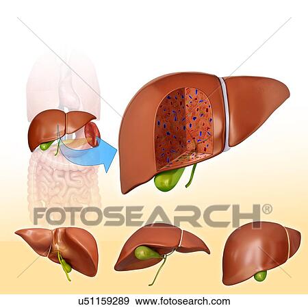 Cross section of the human liver, computer illustration. View Large Illustration Stock Illustration - Cross section of the human liver, computer illustration.. Fotosearch
