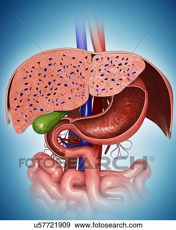 Stock Illustration - Cross section of the human liver, computer illustration.. Fotosearch