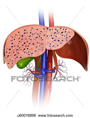 Cross section of the human liver, computer illustration. View Large Illustration Stock Illustration - Cross section of the human liver, computer illustration.. Fotosearch