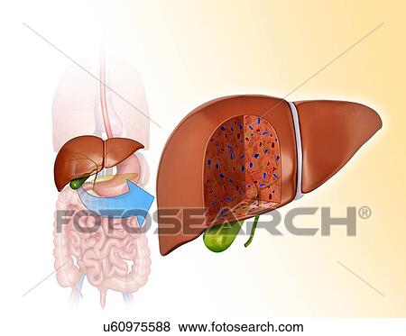 Cross section of the human liver, computer artwork. View Large Illustration Stock Illustration - Cross section of the human liver, computer artwork.. Fotosearch