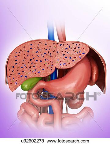 Cross section of the human liver, computer illustration. View Large Illustration Stock Illustration - Cross section of the human liver, computer illustration.. Fotosearch